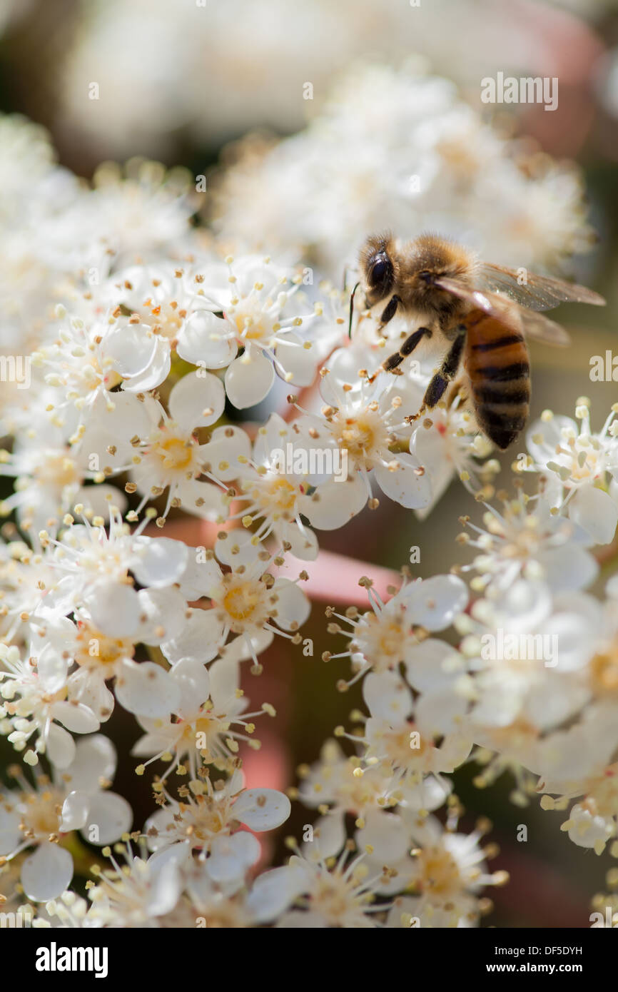 Eine Honigbiene sammeln Pollen von Blumen im Garten Stockfoto