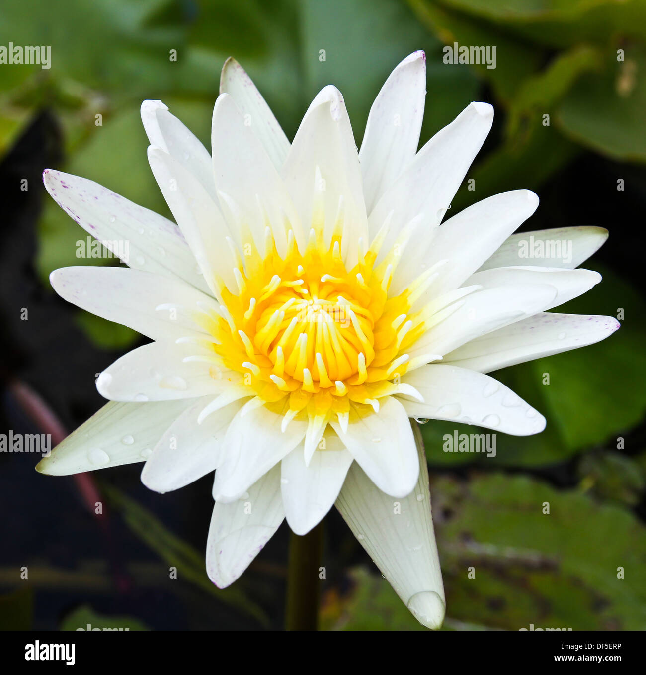 Weiße Lotusblüte. Stockfoto
