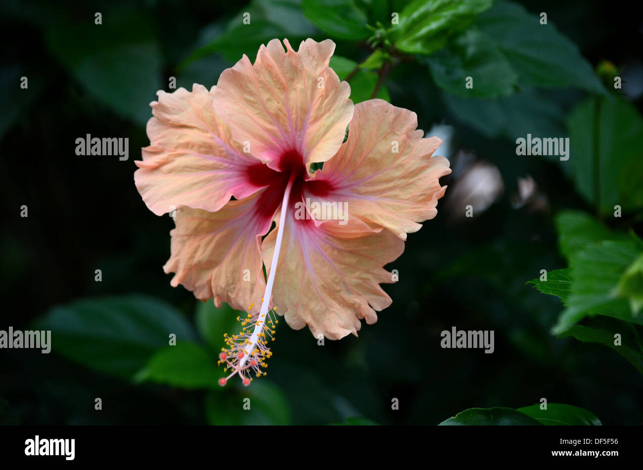 Pfirsich und Blut rot / violett Hibiskusblüte Stockfoto