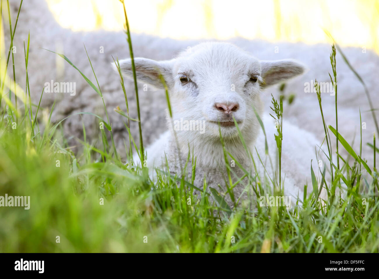 Lämmchen in der Wiese in der Nähe der Hammershus, Bornholm, Dänemark Stockfoto