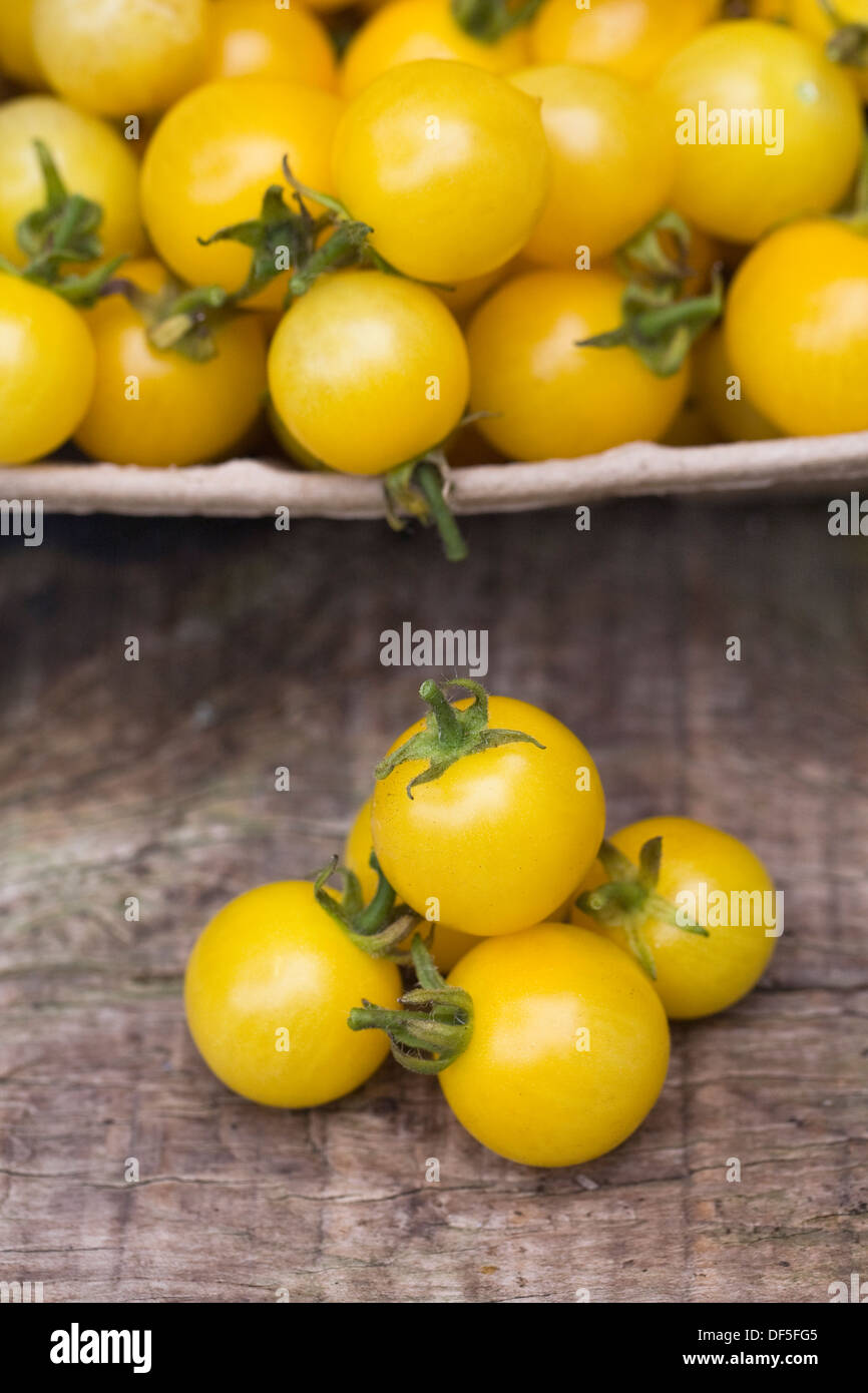 Lycopersicon Esculentum. Gelbe Balconi Tomaten. Stockfoto