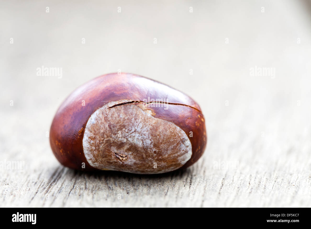 Ein frischer single Conker liegend auf einer Holzbank Stockfoto