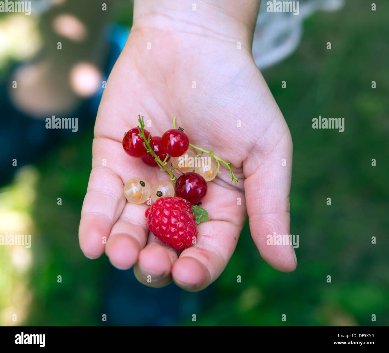 Sommerfrüchte in die offene Hand des Kindes Stockfoto