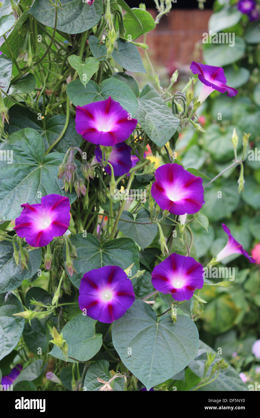 schöne und blaue Blüte von Ipomoea ist sehr bunt Stockfoto