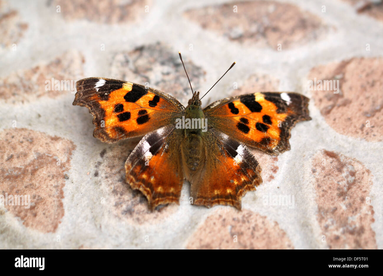 Schöner großer Schmetterling Stockfoto