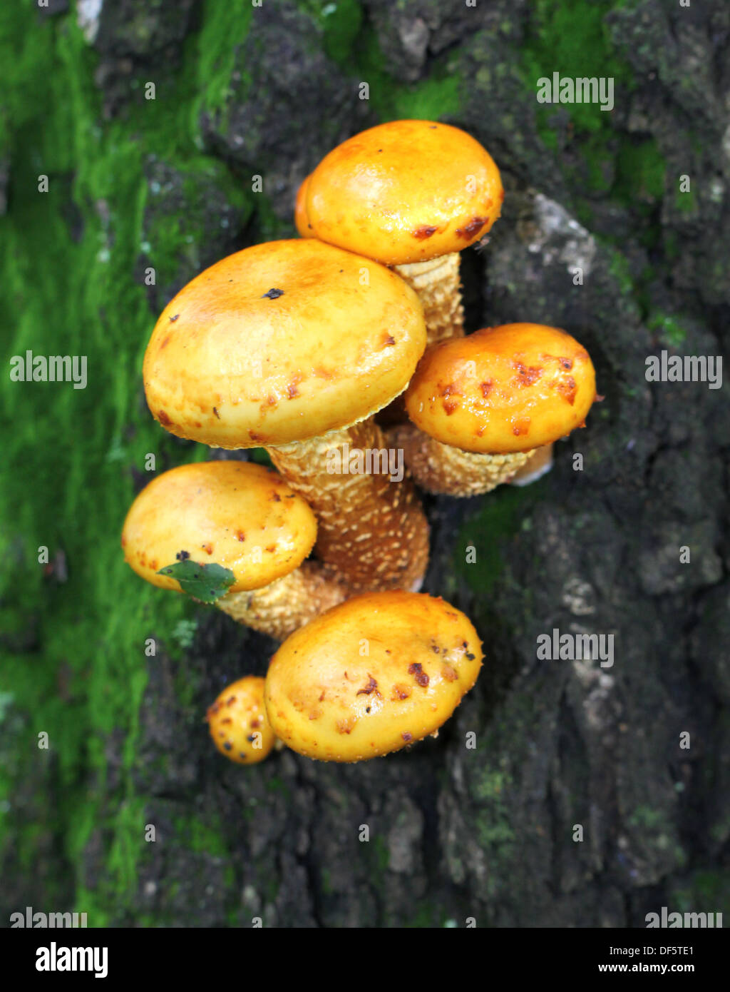 Gelber Pilz Pilze auf einem Baum Stockfoto