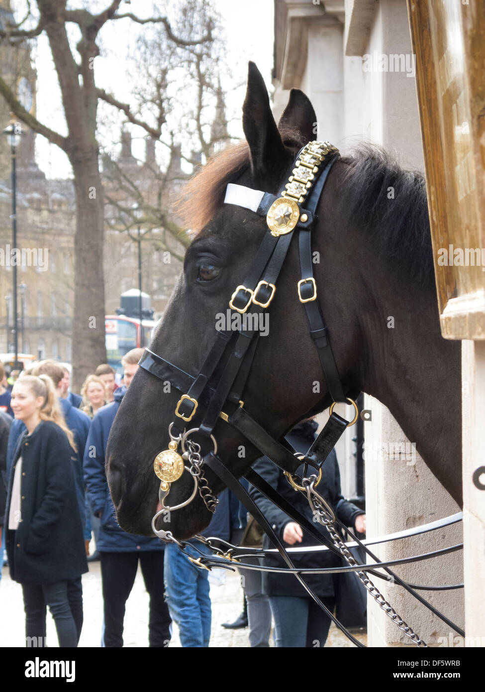 Queens Royal Horseguards Rettungsschwimmer Kavallerie Horseguards Parade Whitehall London England Stockfoto