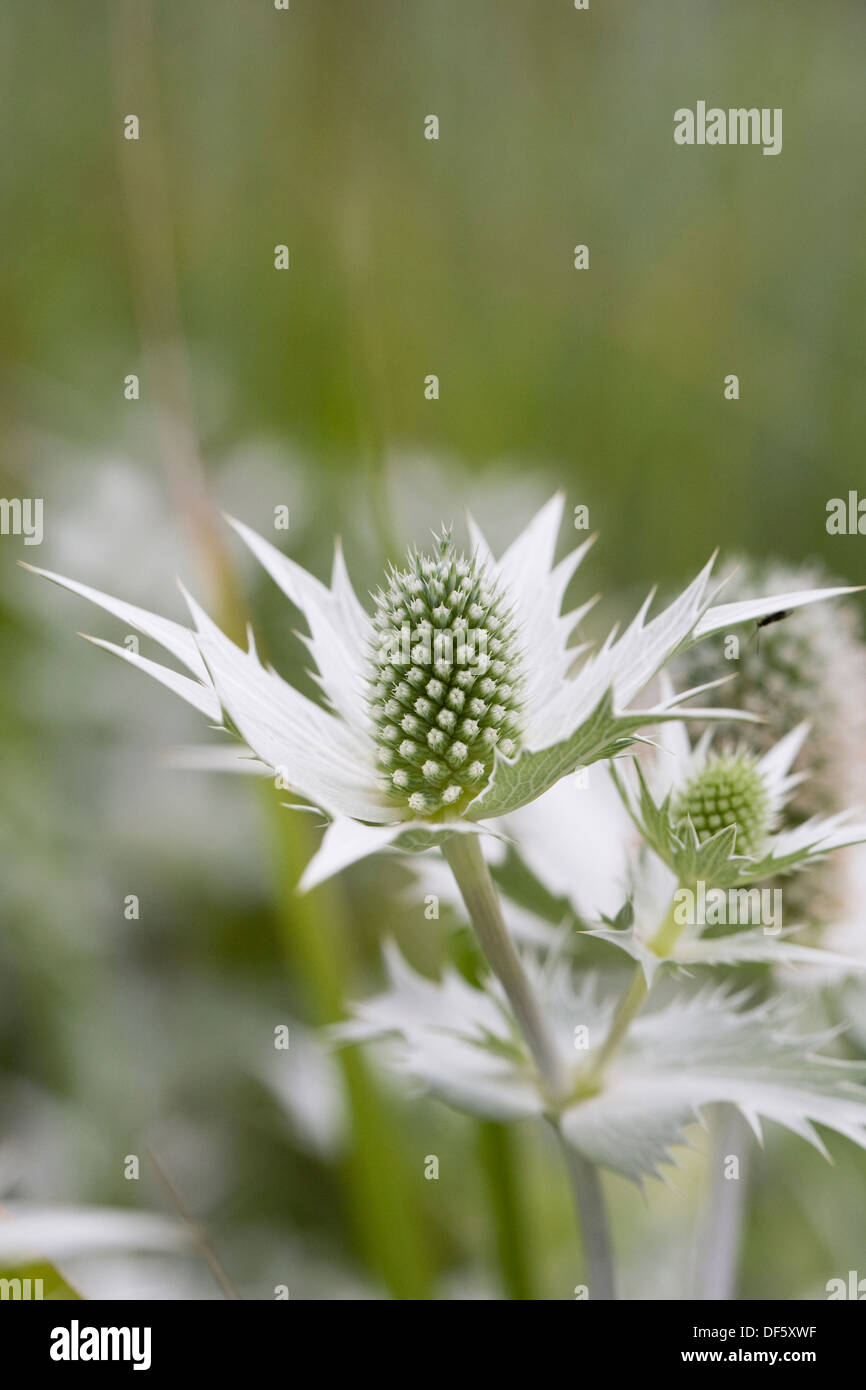 Eryngium Giganteum "Silver Ghost", Nahaufnahme von Meer-Holly Blume. Stockfoto