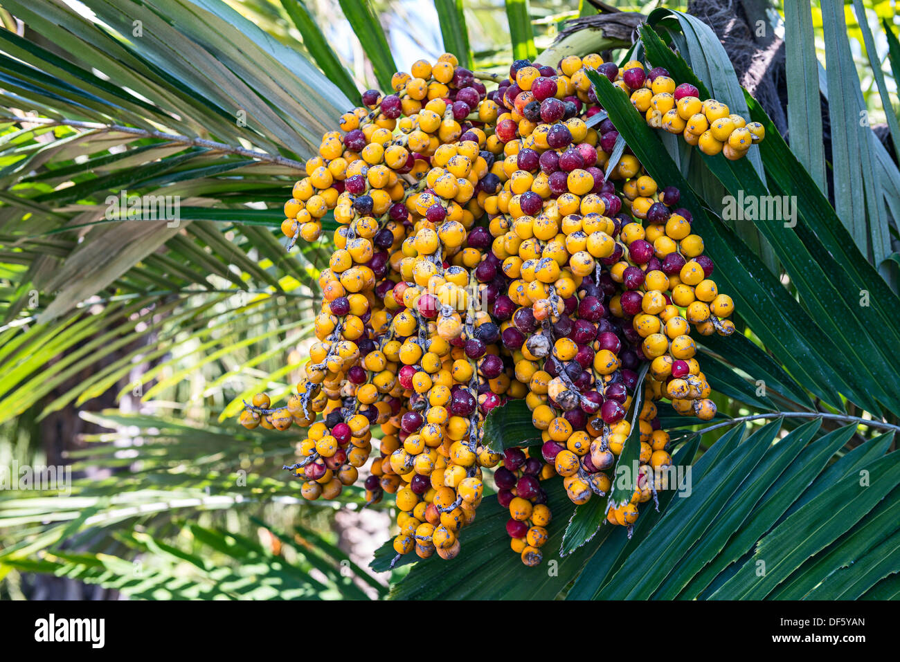 Die giftigen und giftigen Samen der Formosa-Palme Arenga Engleri. Stockfoto