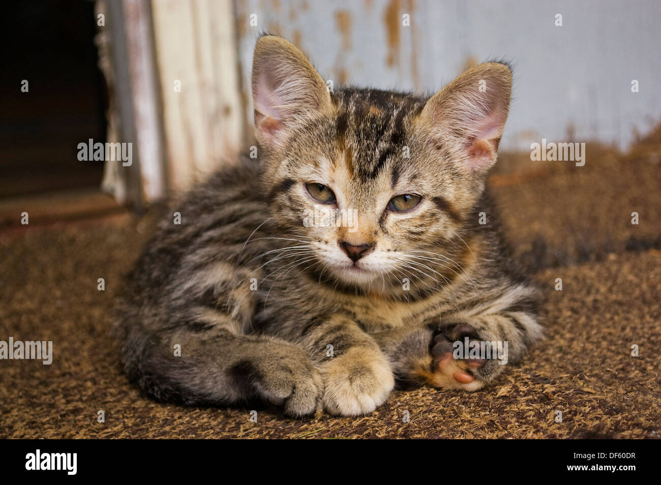 Entspannte Tabby Kitten zusammengerollt vor rustikale Wand Stockfoto