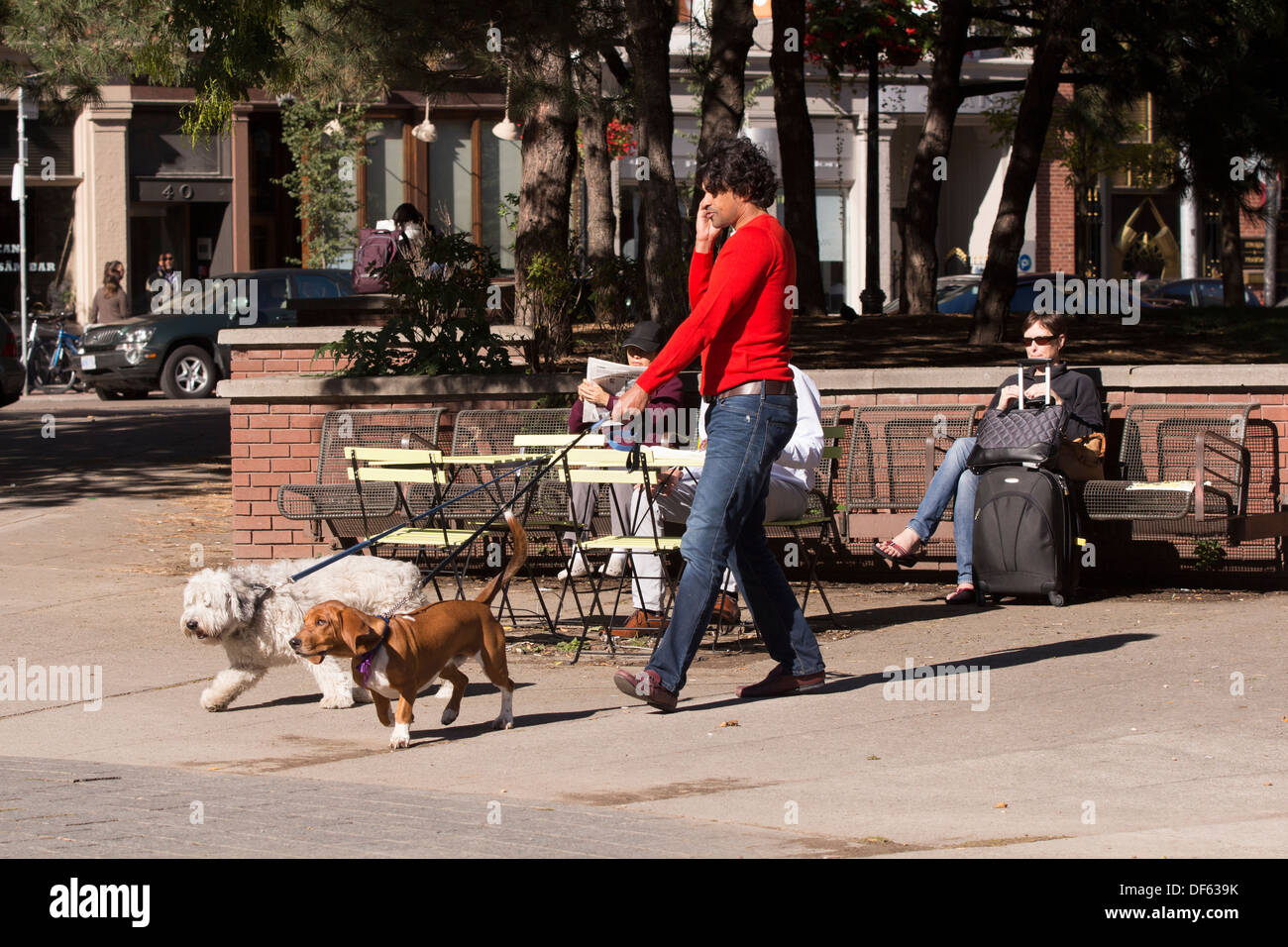 Mann zu Fuß 3 Hunde während des Gesprächs auf Handy Berczy Park in Toronto Stockfoto