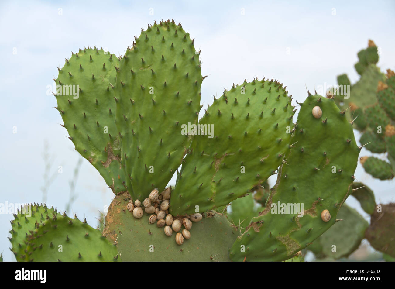 Prickly Pear Cactus bedeckt mit Schnecken Stockfoto