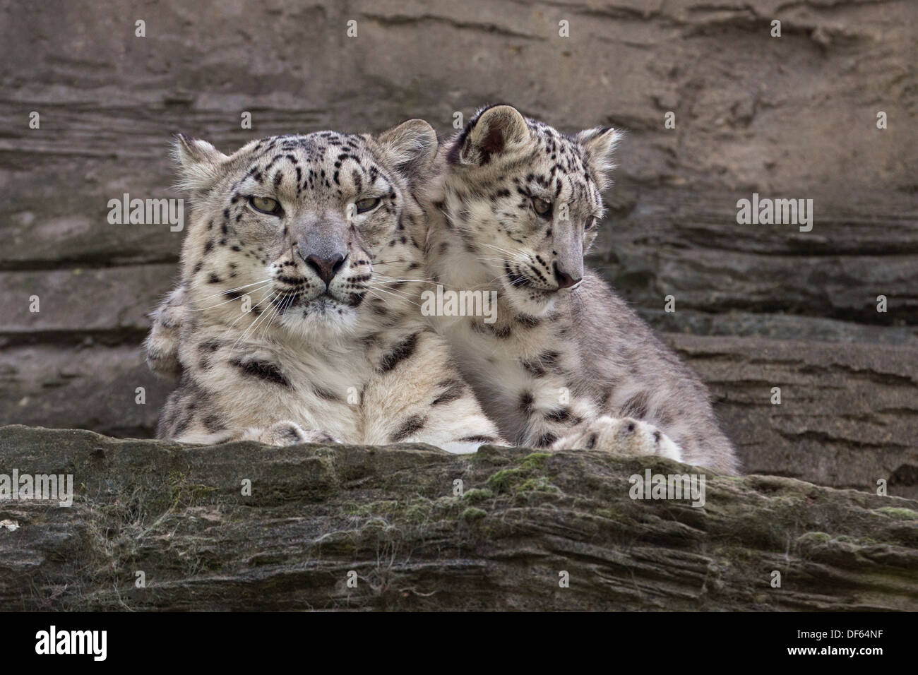 Snow Leopard, 5 Monate alt, mit seiner Mutter Stockfoto