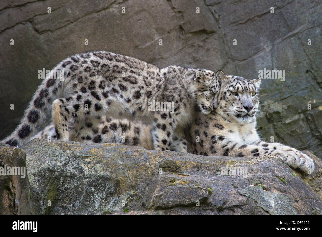 Snow Leopard Cub, 22 Wochen alt, mit seiner Mutter Stockfoto