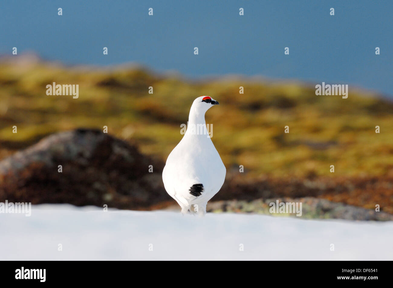 Schneehühner Lagopus Mutus Männchen im Winterkleid Stockfoto