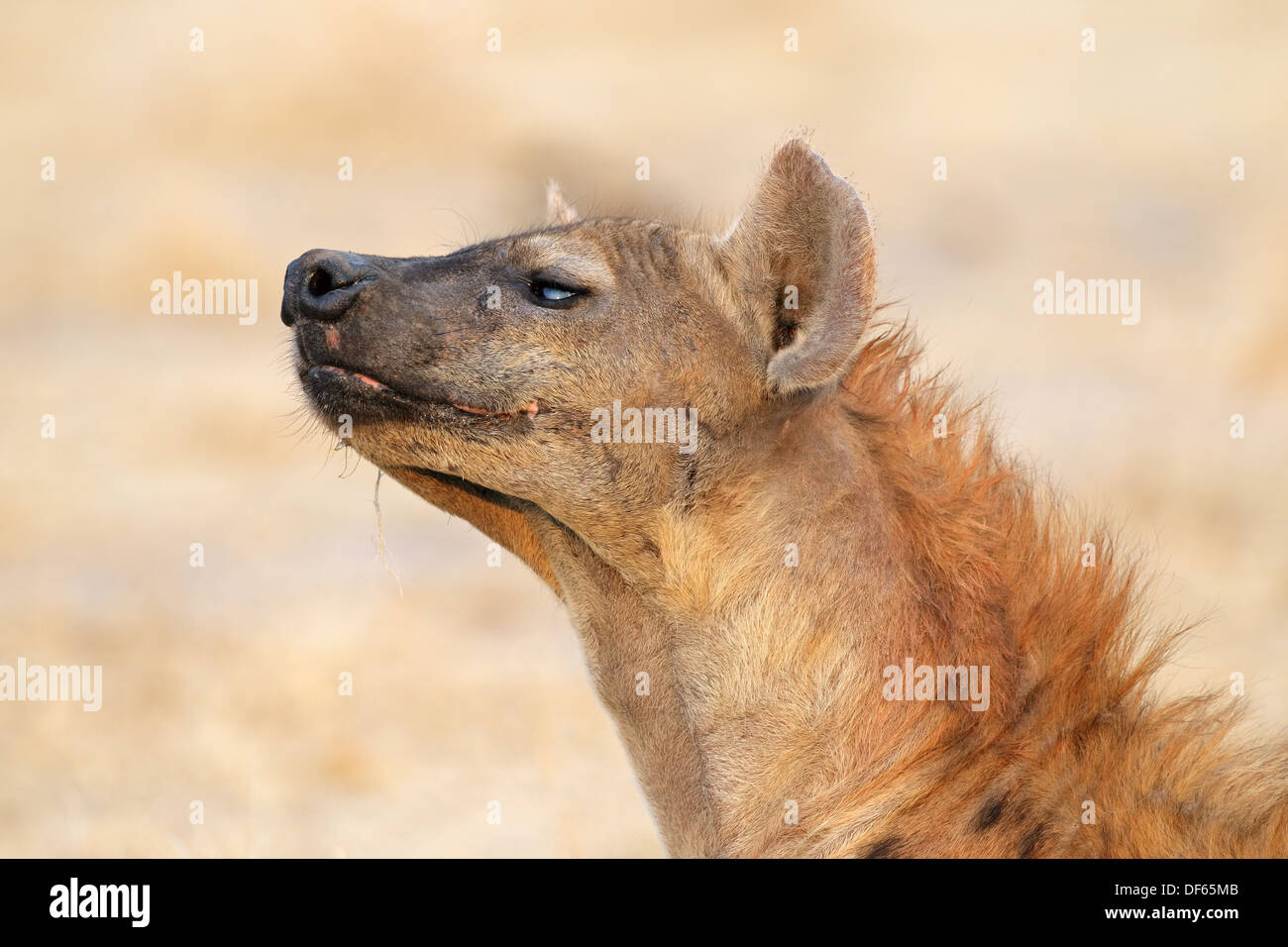 Porträt von eine gefleckte Hyänen (Crocuta Crocuta), Etosha Nationalpark, Namibia Stockfoto