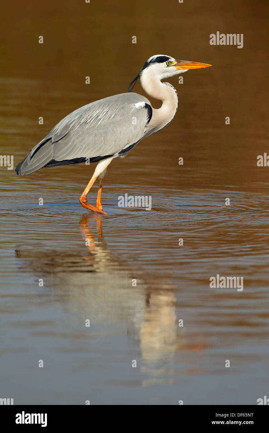 Graureiher (Ardea Cinerea) in Wasser mit Reflexion, Südafrika Stockfoto