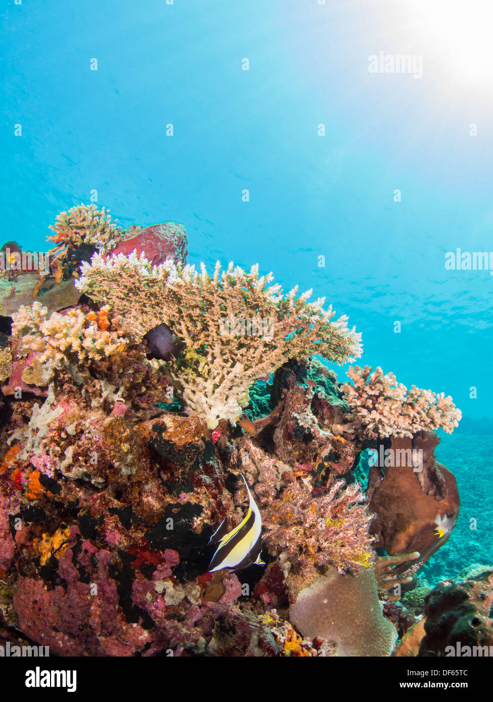 Bunte Korallenriff und Fisch in Bunaken, Indonesien Stockfoto
