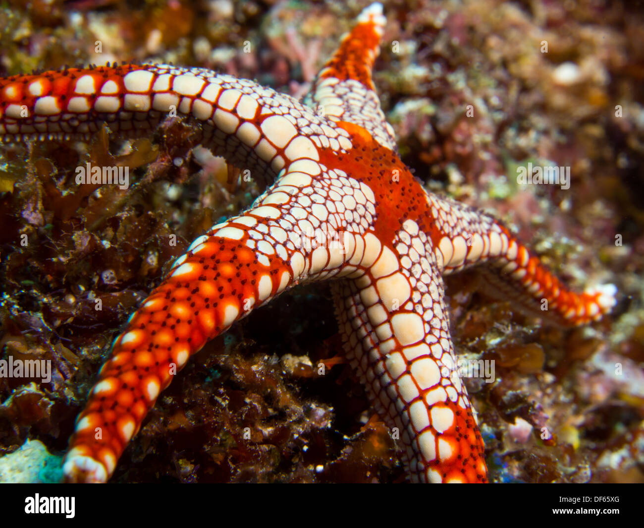 Bunte Seastar an einem Korallenriff auf Bunaken Island, Indonesien Stockfoto
