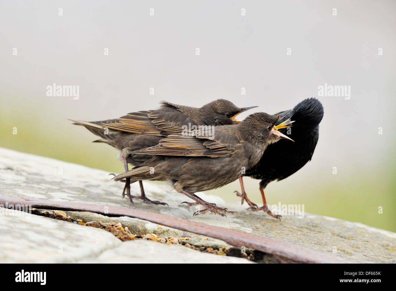 Starling - Jungtiere von übergeordneten Sturnus Vulgaris gefüttert Stockfoto