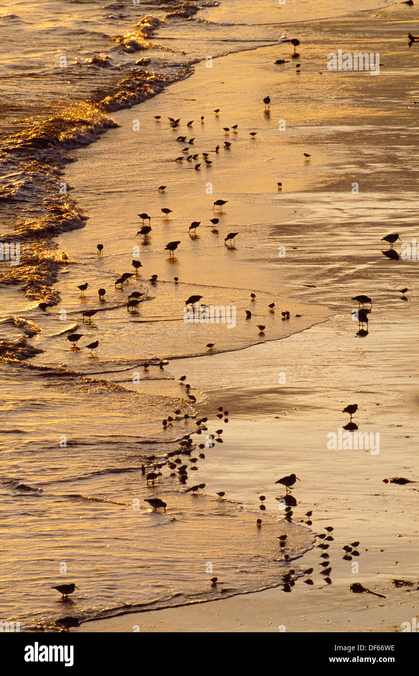 Gemischte Küsten Watvögel im Morgengrauen Stockfoto