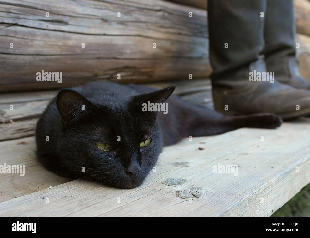 Schwarze Katze und plane boots 3 Stockfoto