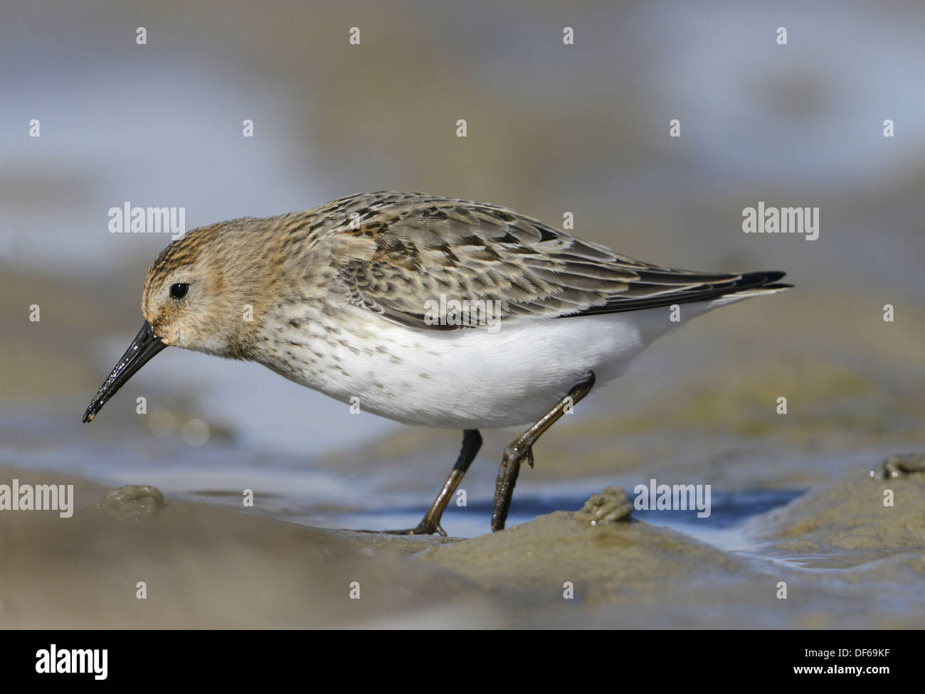 Alpenstrandläufer Calidris alpina Stockfoto