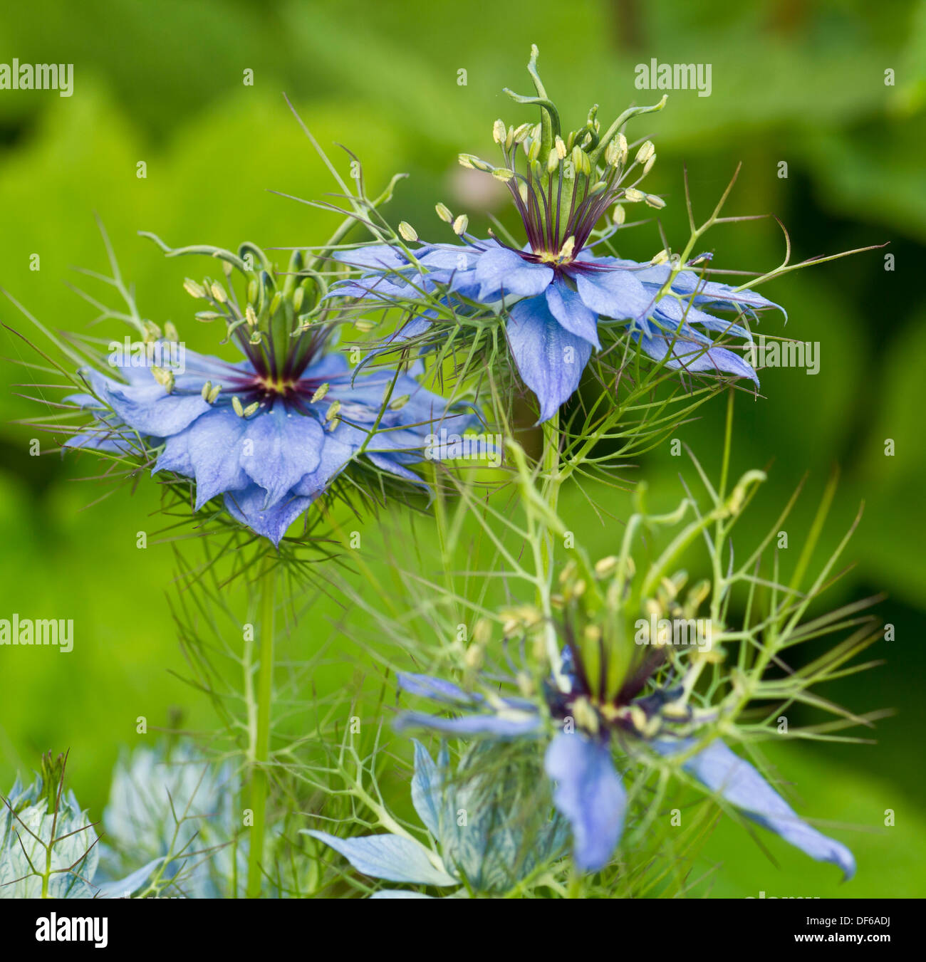 Nigella Miss Jekyll blaue Blume mit gefiederten Blättern Stockfoto
