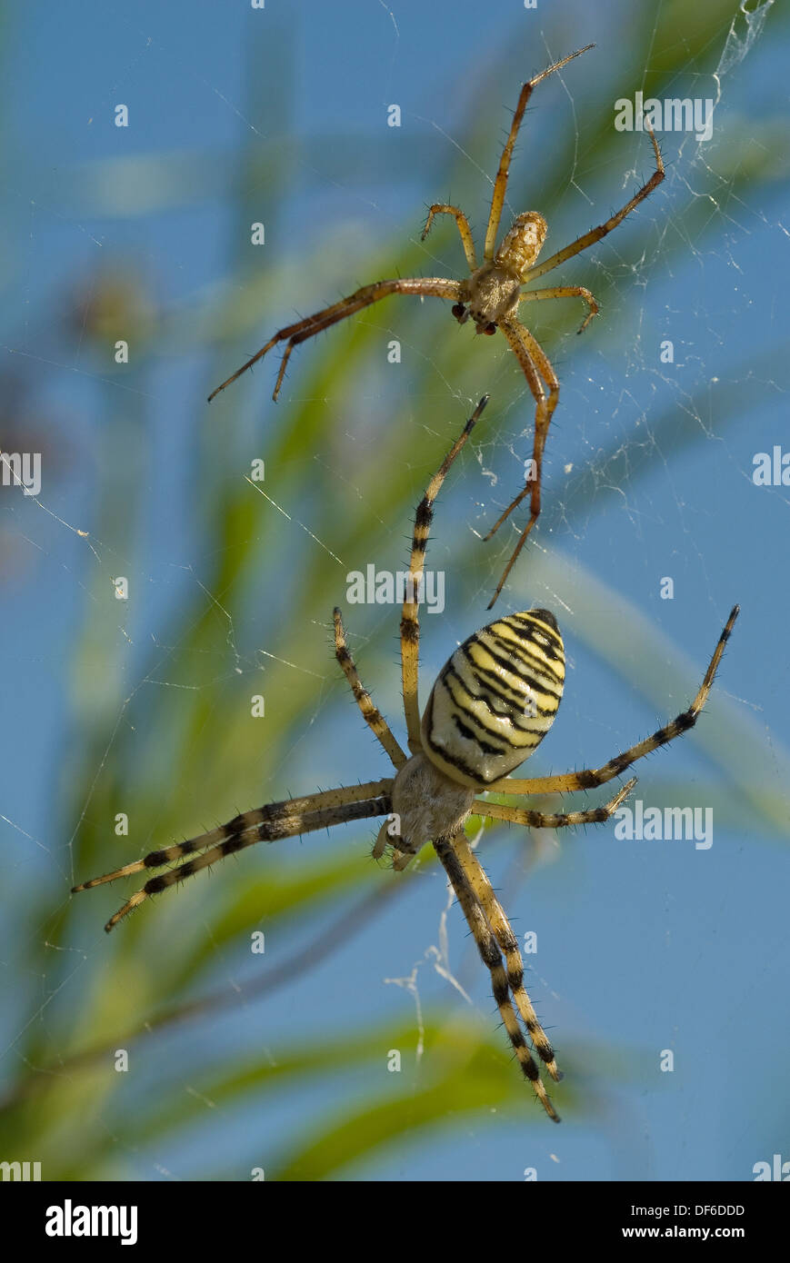 Wasp Spider paar (Argiope Bruennichi) mit dem weiblichen (unten) viel größer als das Männchen. Stockfoto