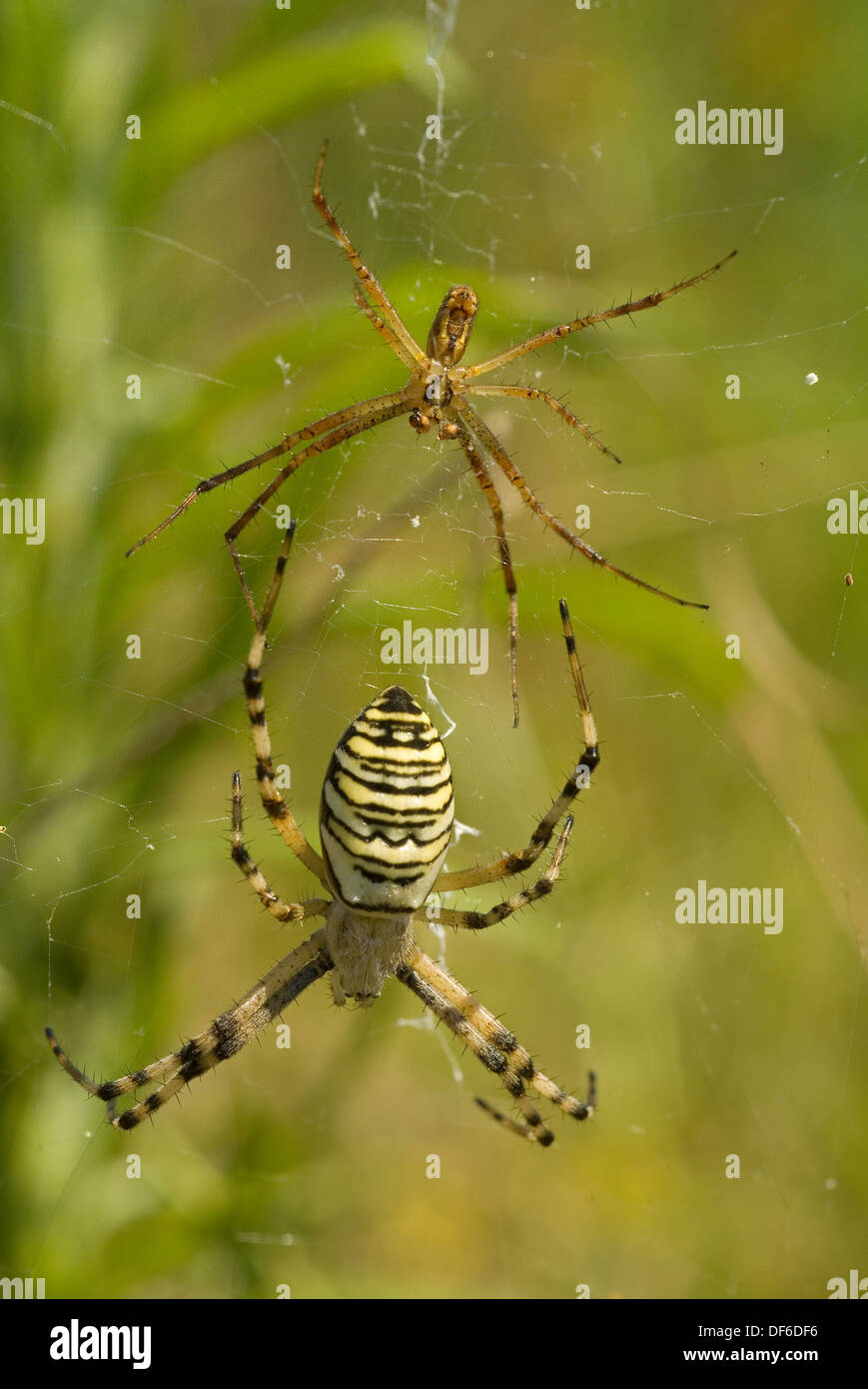 Wasp Spider paar (Argiope Bruennichi) mit dem weiblichen (unten) viel größer als das Männchen. Stockfoto