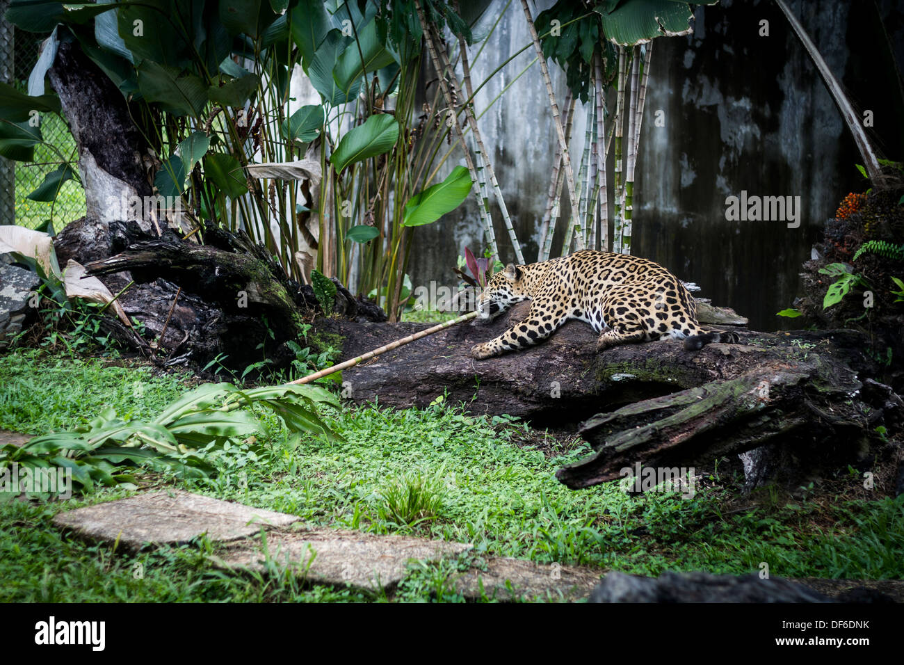 Ein Jaguar namens Ancon ruht auf einem Baumstamm am Gipfel Gärten, Republik Panama, Mittelamerika Stockfoto