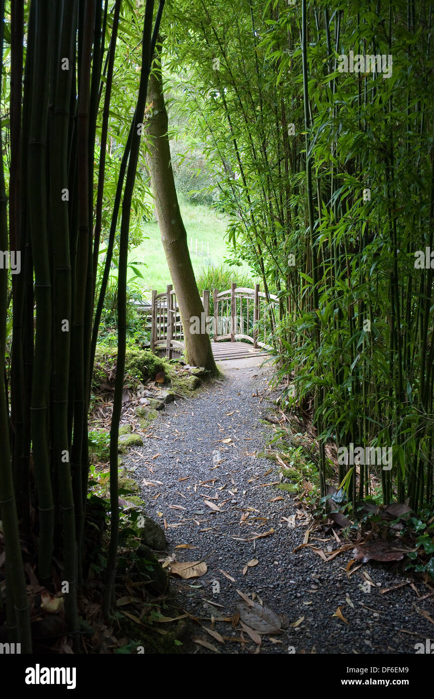 Coleton Fishacre Garten Bambus Weg. Stockfoto