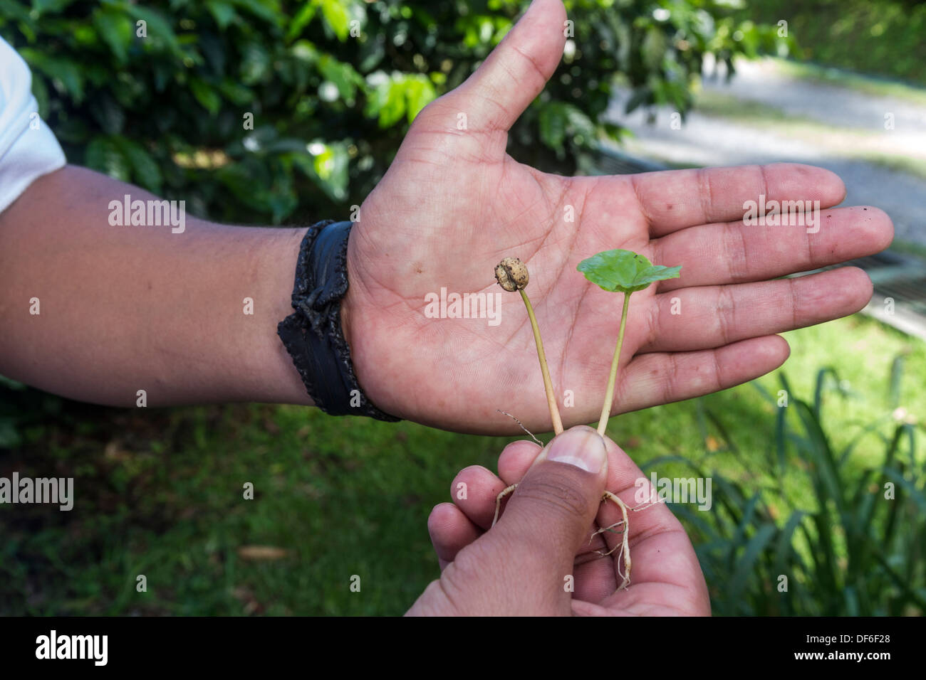 Vor kurzem Fingerling Kaffee Pflanzen gekeimt. Boquete, Provinz Chiriqui, Republik Panama, Mittelamerika Stockfoto