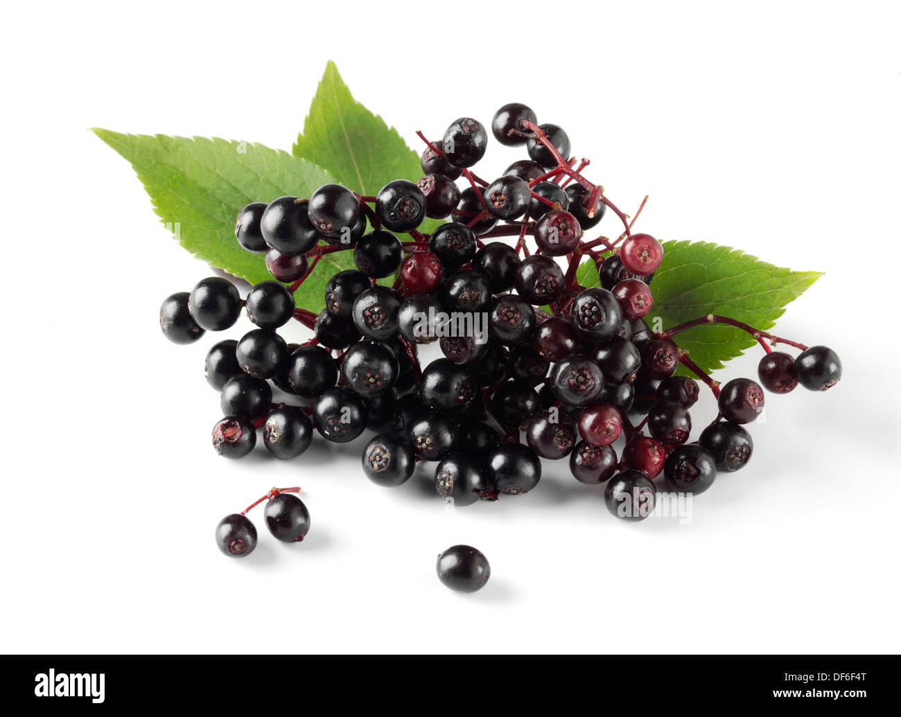 Frisch gepflückt elder oder Holunder Beeren Früchte mit Blättern (Sambucus) vor einem weißen Hintergrund Stockfoto