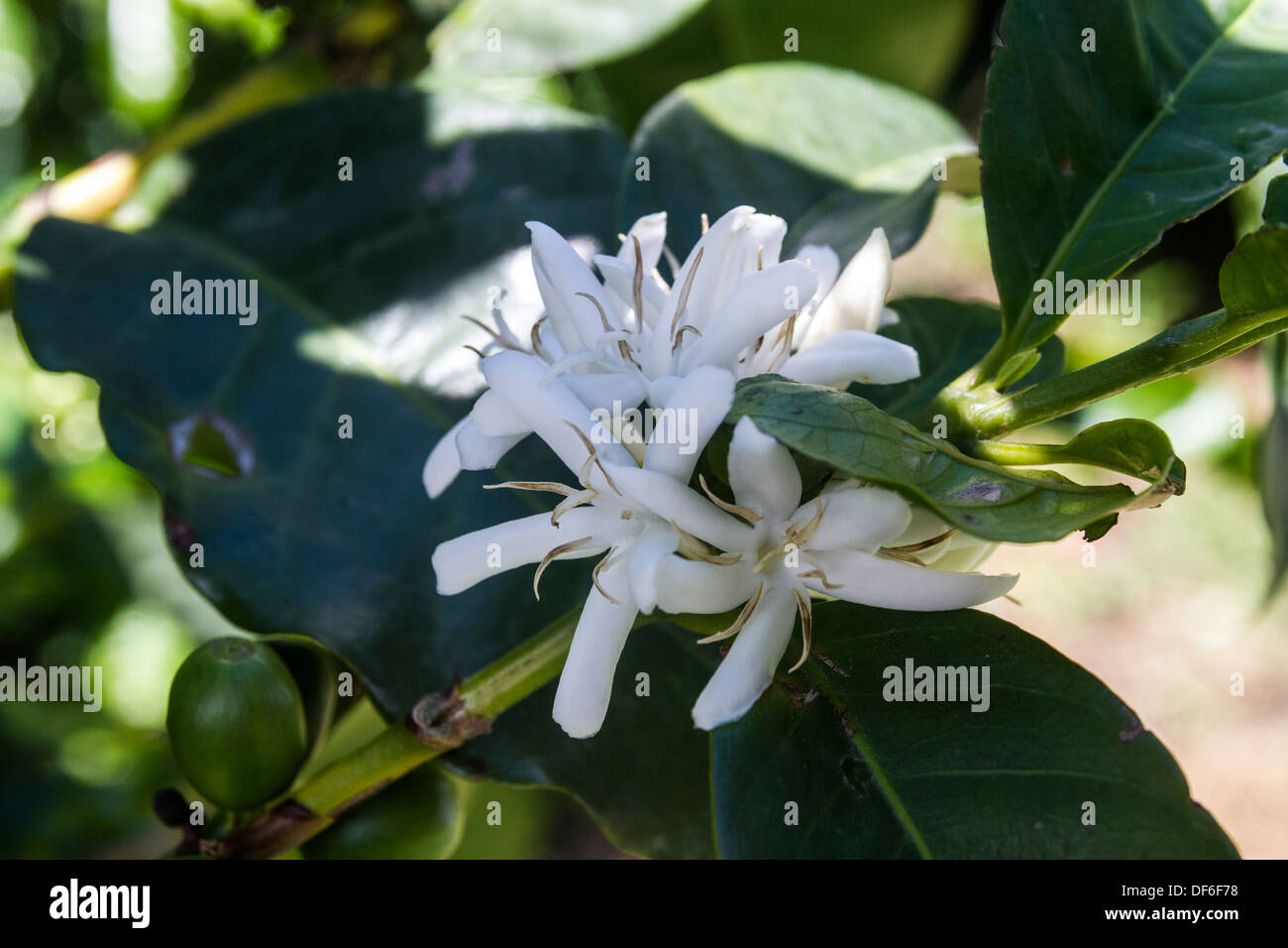 Kaffee Blume (Coffea Arabica), Chiriqui Provinz, Republik Panama, Mittelamerika Stockfoto