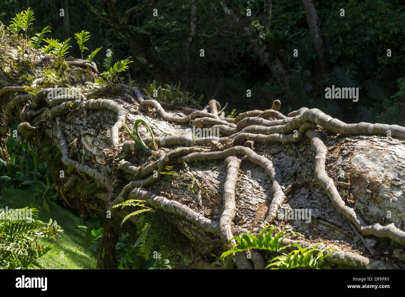 Wurzeln auf einen umgestürzten Baum Stockfoto