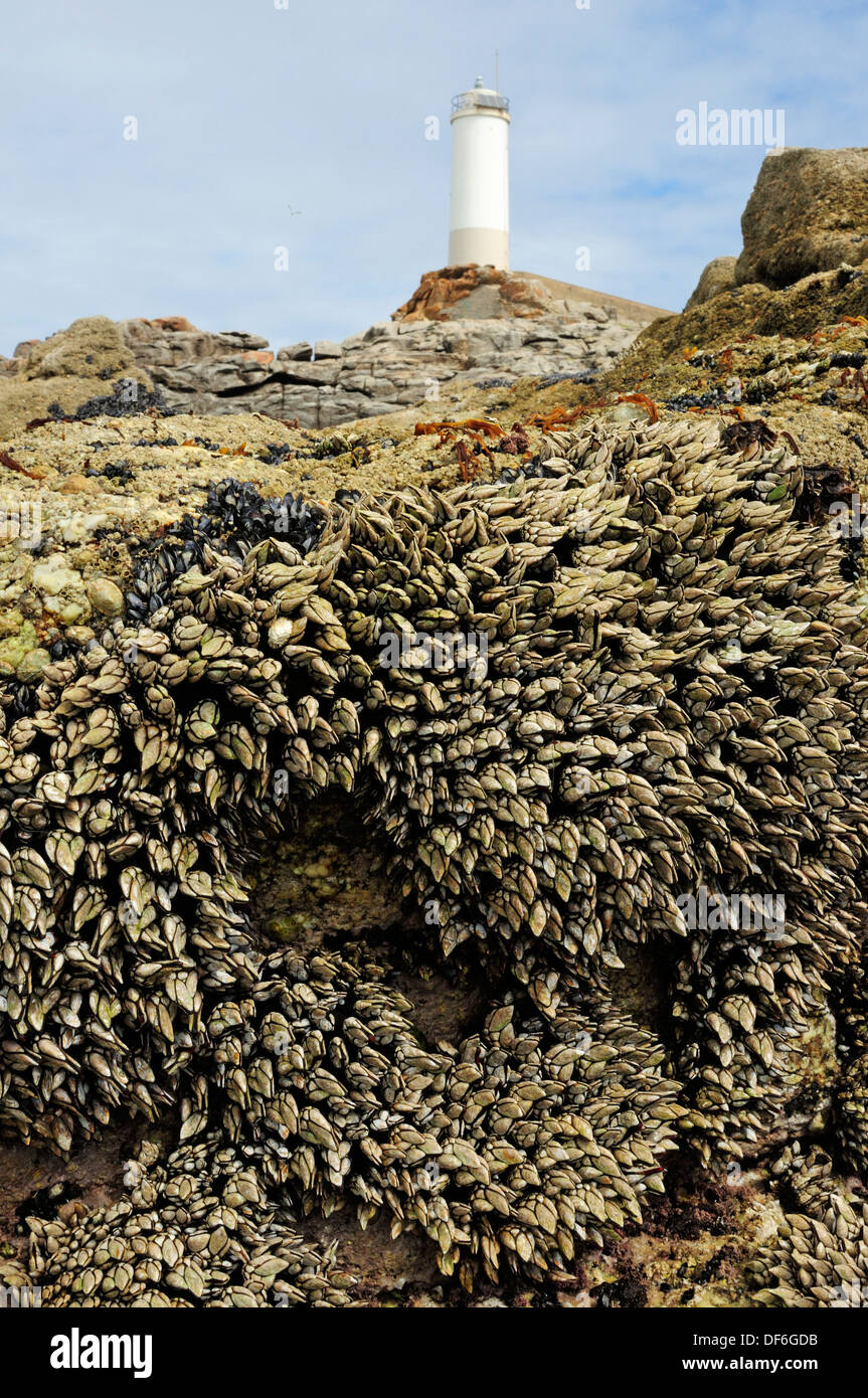 Gans Entenmuscheln über die Küstenfelsen mit dem Leuchtturm von Punta Roncudo im Hintergrund. Stockfoto