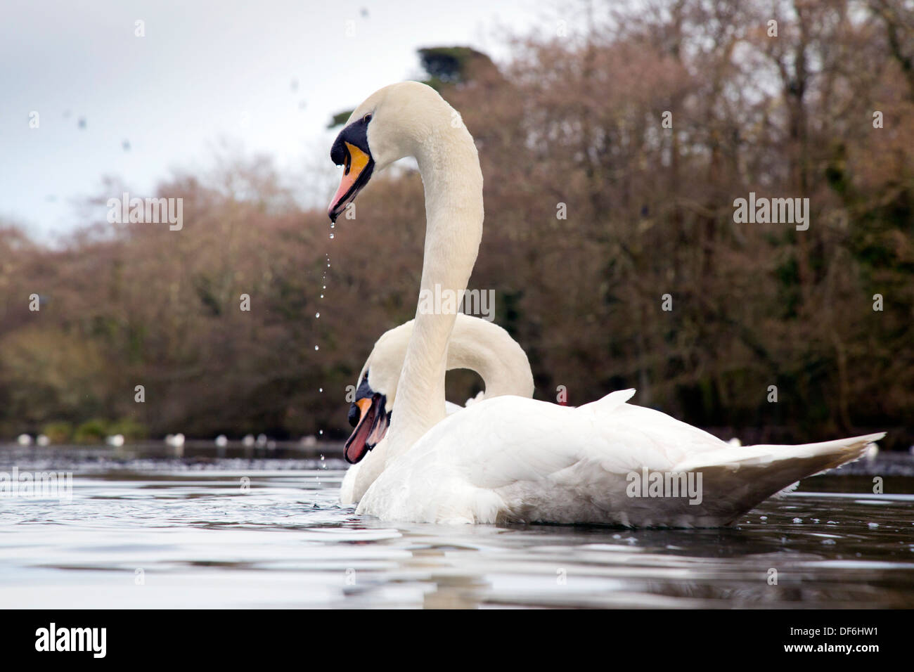 Schwan; Cygnus Olor; Tehidy Country Park; Cornwall; UK Stockfoto