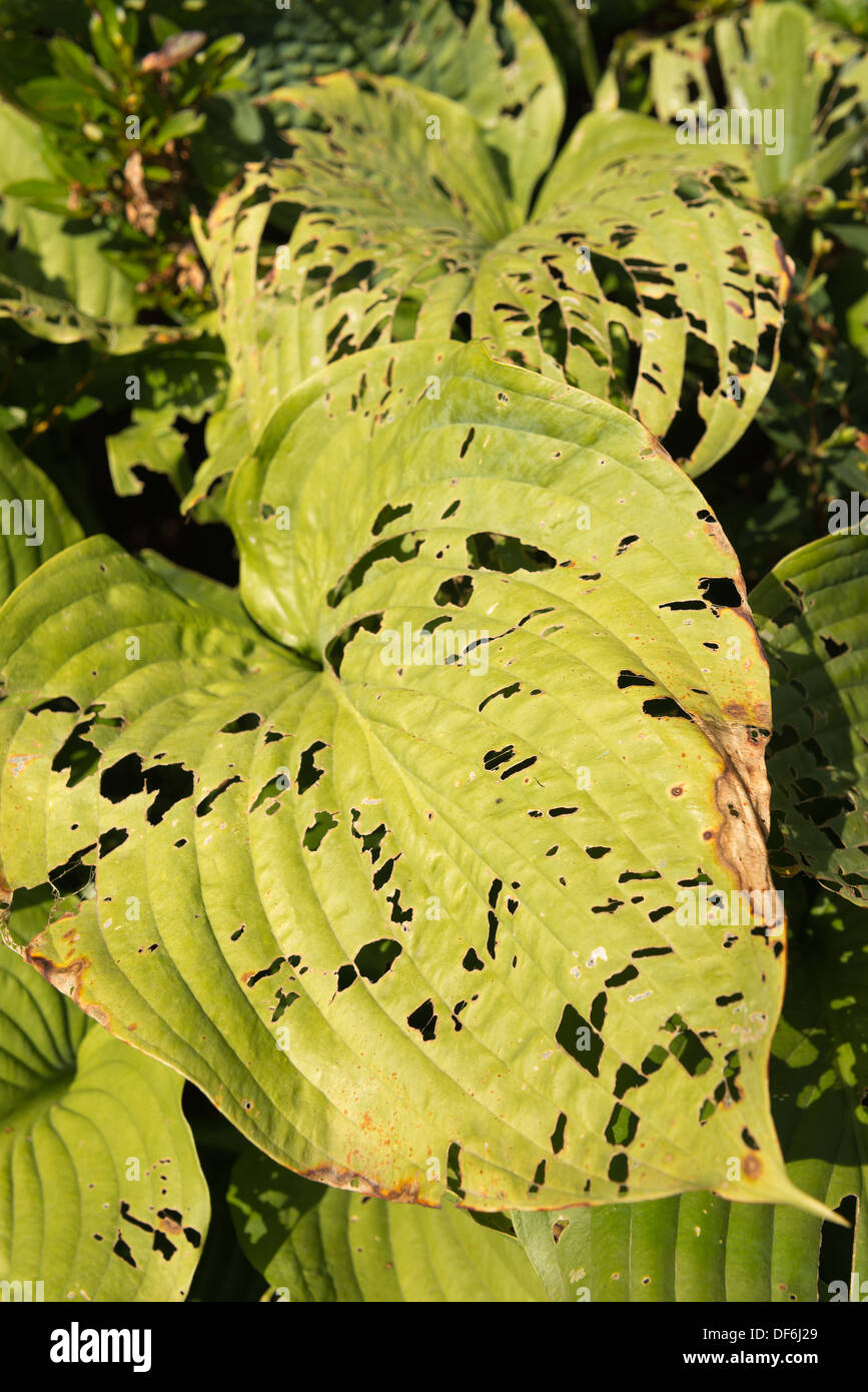 Schlimmen Fall von Pest Schäden an Hosta verlässt im Spätsommer viele Löcher von Schnecken Schnecken und kleine Insekten gegessen Stockfoto