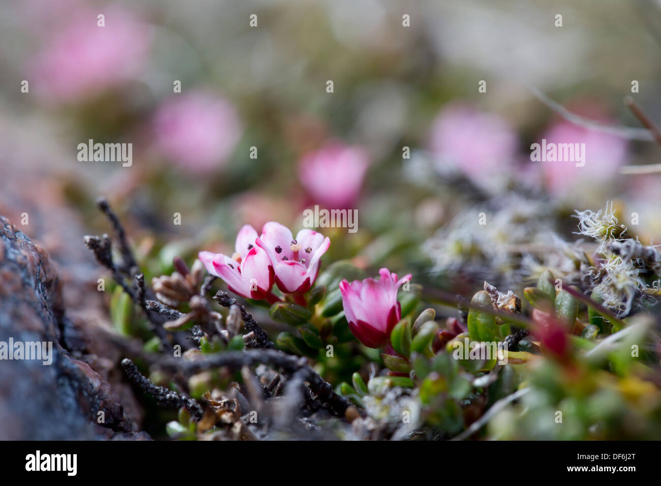 Nachgestellte Azalee; Kalmia Procumbens; Shetland; UK Stockfoto
