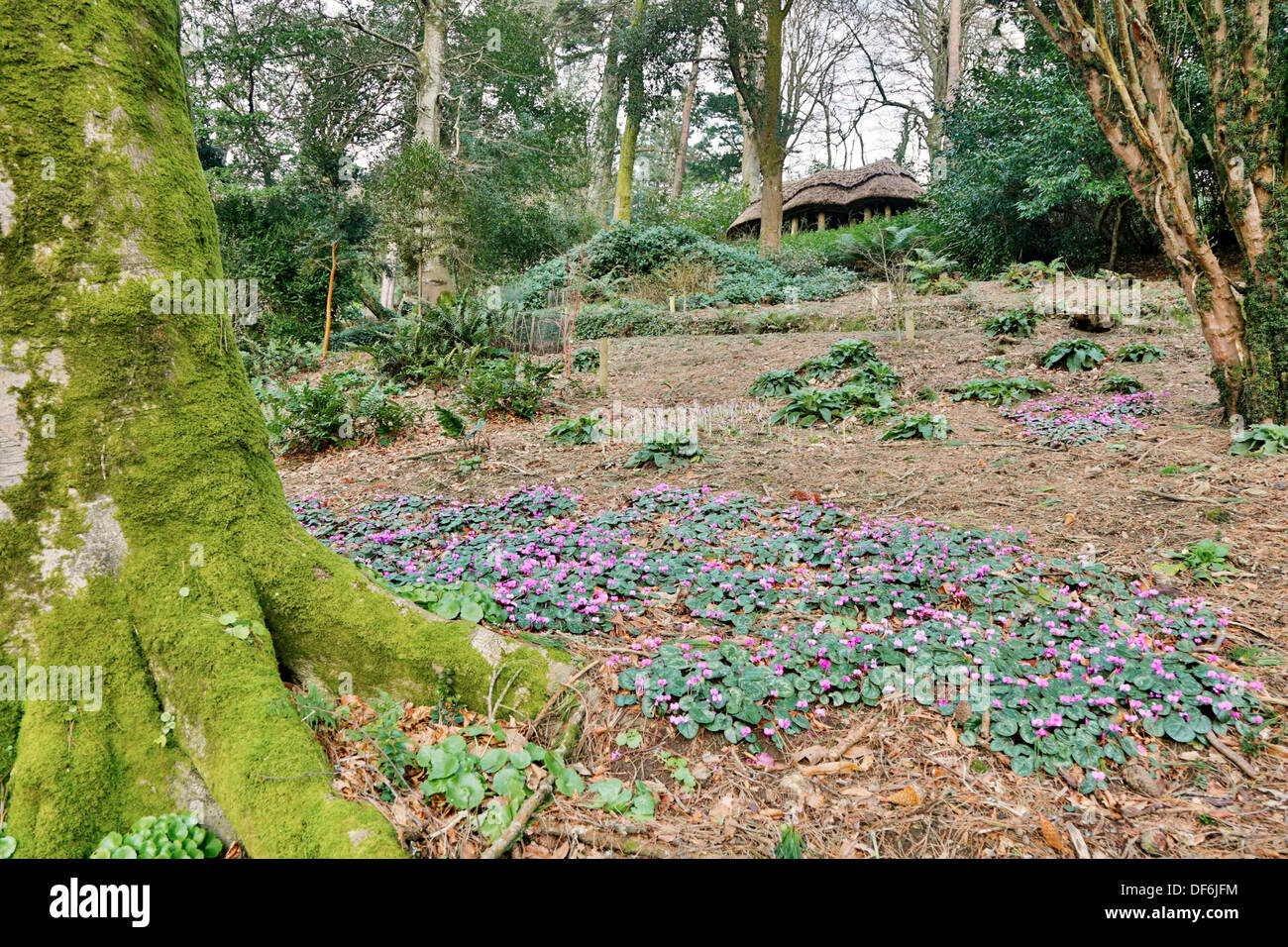 Trebah Garden; Cornwall; UK Stockfoto
