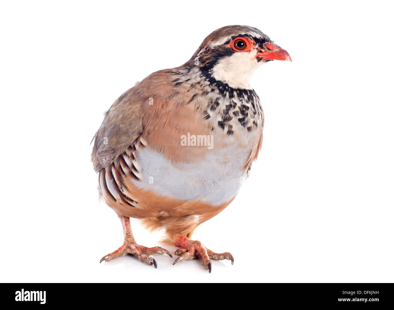 Rotbeinige oder French Partridge, Alectoris Rufa vor weißem Hintergrund Stockfoto