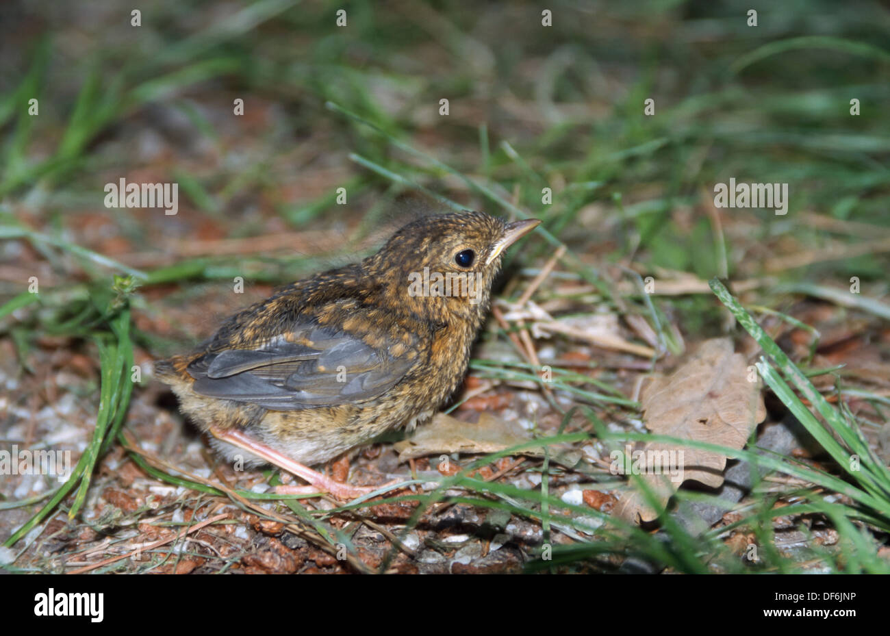 Rotkehlchen (Erithacus Rubecula) Küken auf dem Boden Stockfoto