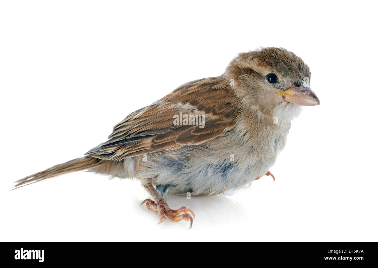 weiblicher Haussperling vor weißem Hintergrund Stockfoto