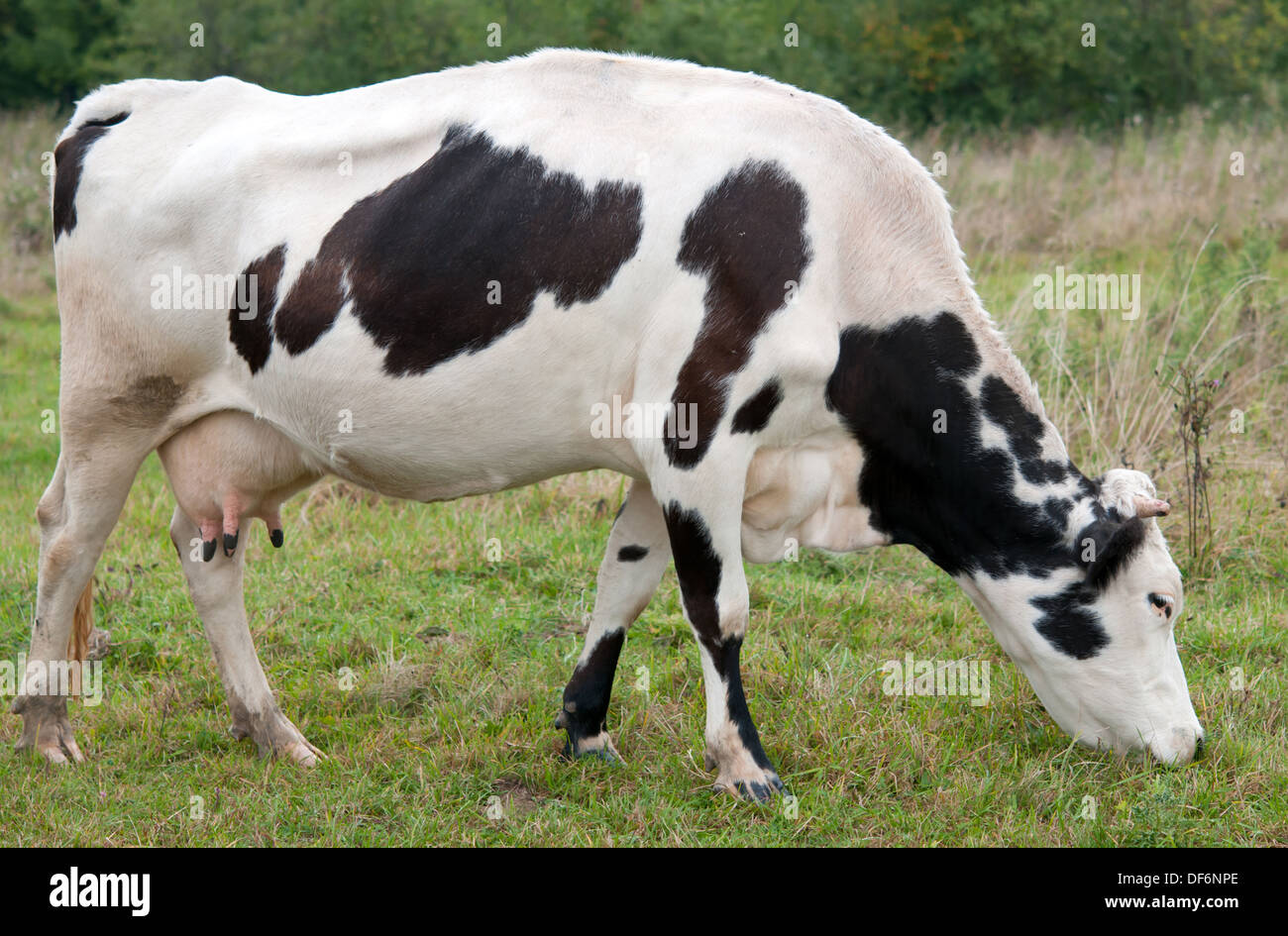 weiße schwarze Kuh weidet auf Grün eine Wiese Stockfoto
