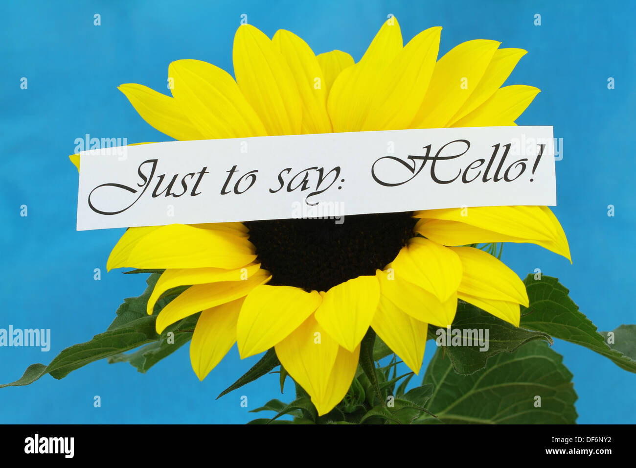Nur zu sagen, Hallo Karte mit Sonnenblume Stockfoto