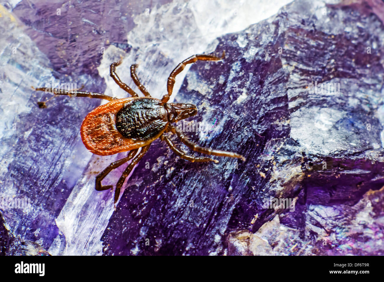 Die Rizinuspflanze Zecke (Ixodes Ricinus) Stockfoto