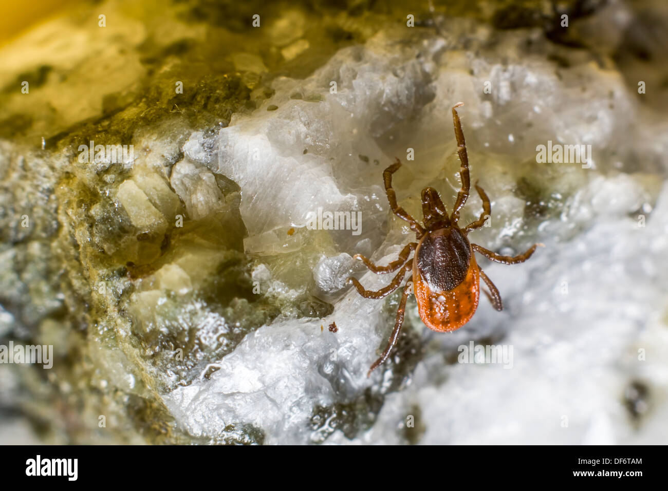 Die Rizinuspflanze Zecke (Ixodes Ricinus) Stockfoto