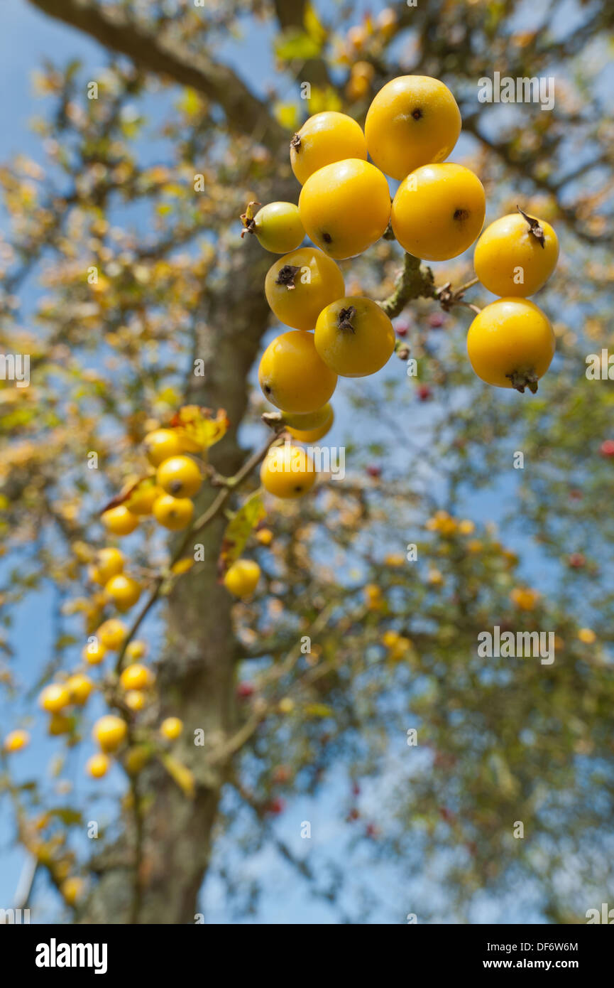 Holzapfels Malus X zumi Golden Hornet mit hellen gelben Reife Obst im Frühherbst Stockfoto