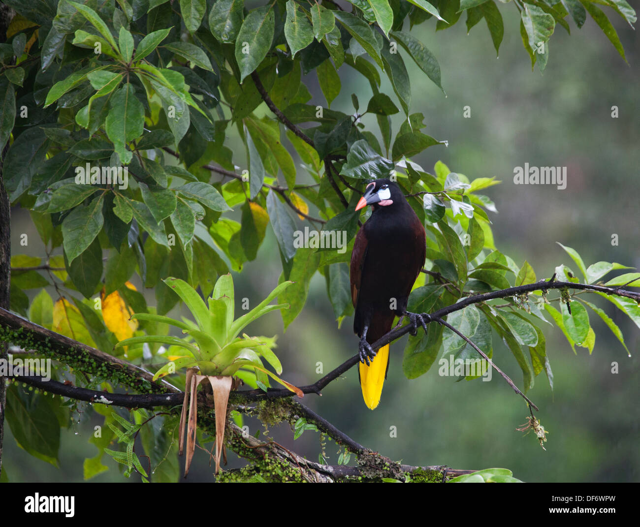 Montezuma-Oropendola-Vogel (Psarocolius montezuma), hoch oben auf einem Ast in einem tropischen Regenwaldddddach im Norden Costa Ricas Stockfoto